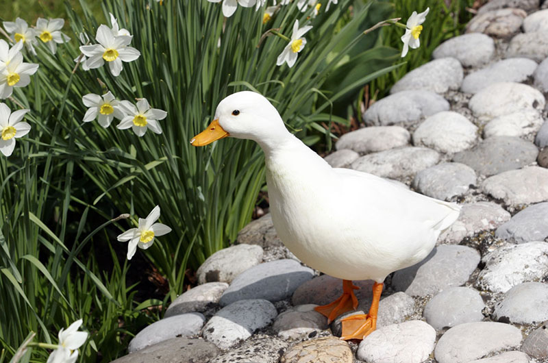A white Call duck standing on a rock path.