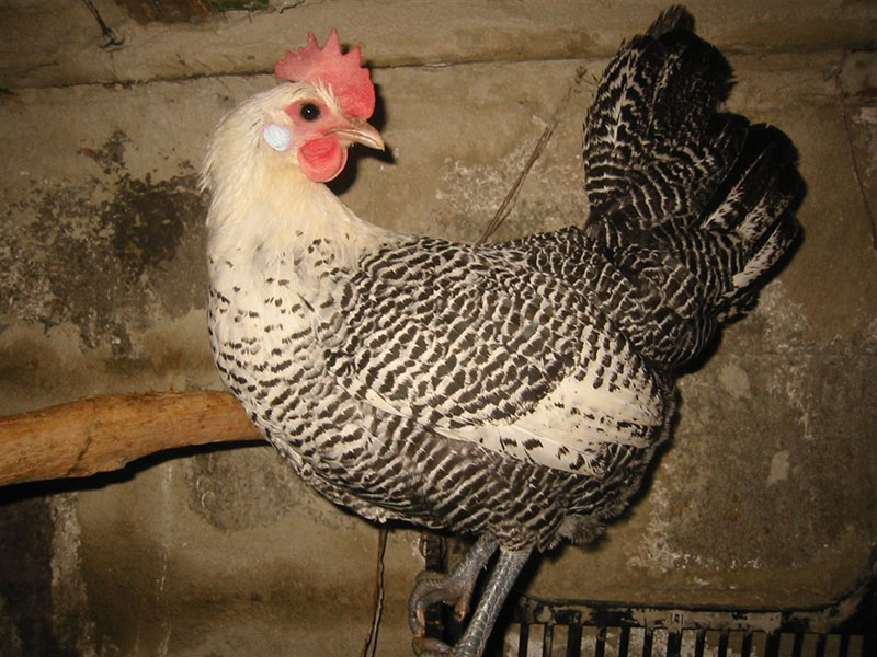 A silver, black and white Campine chicken.