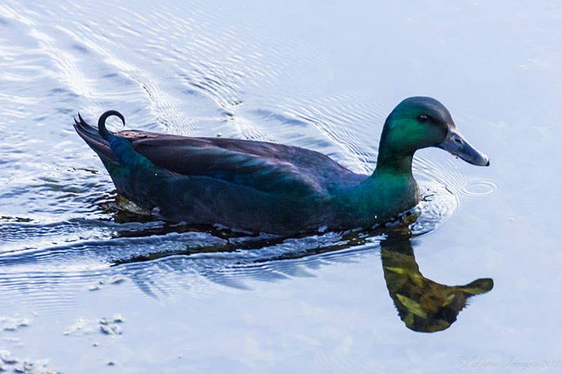 A blackish-green Cayuga duck swimming across the water.