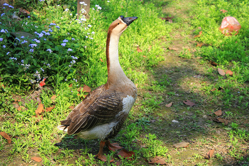 A brown and white Chinese goose standing in front of a patch of flowers.