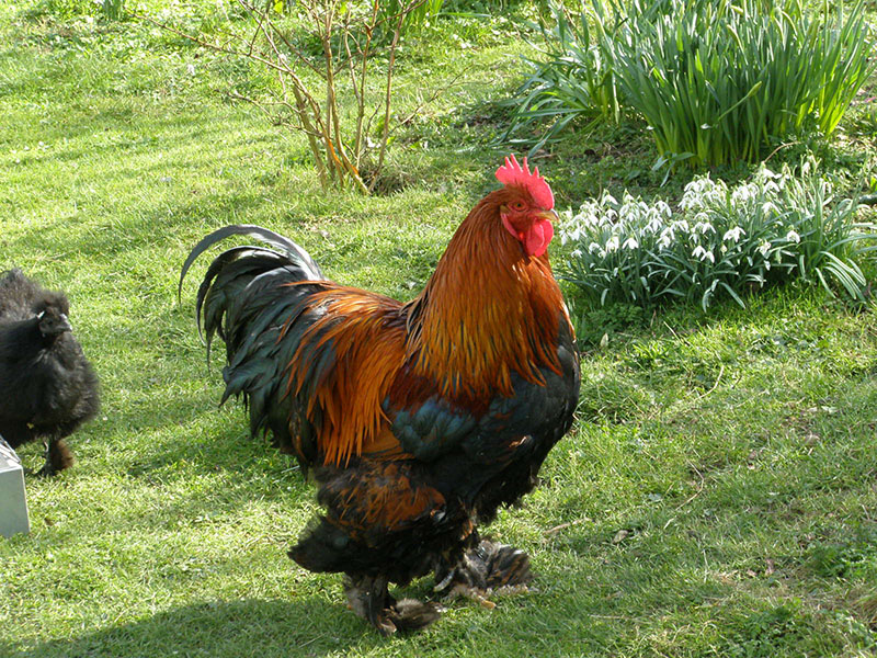 A dark red and black Cochin rooster.