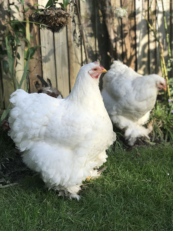 Two white Cochin hens in the grass.