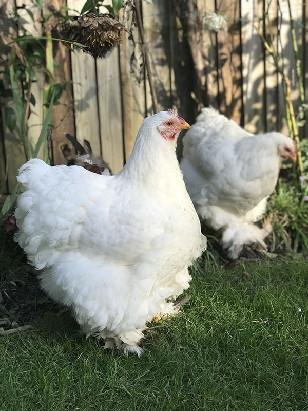 Brahma Chickens  Oklahoma State University