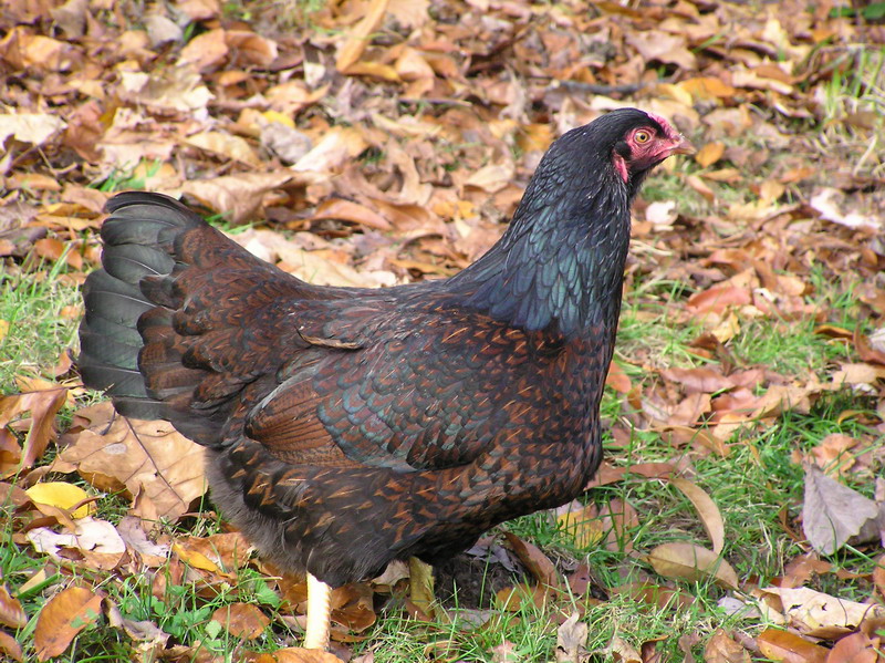 A dark red and black Cornish hen standing in the leaves.