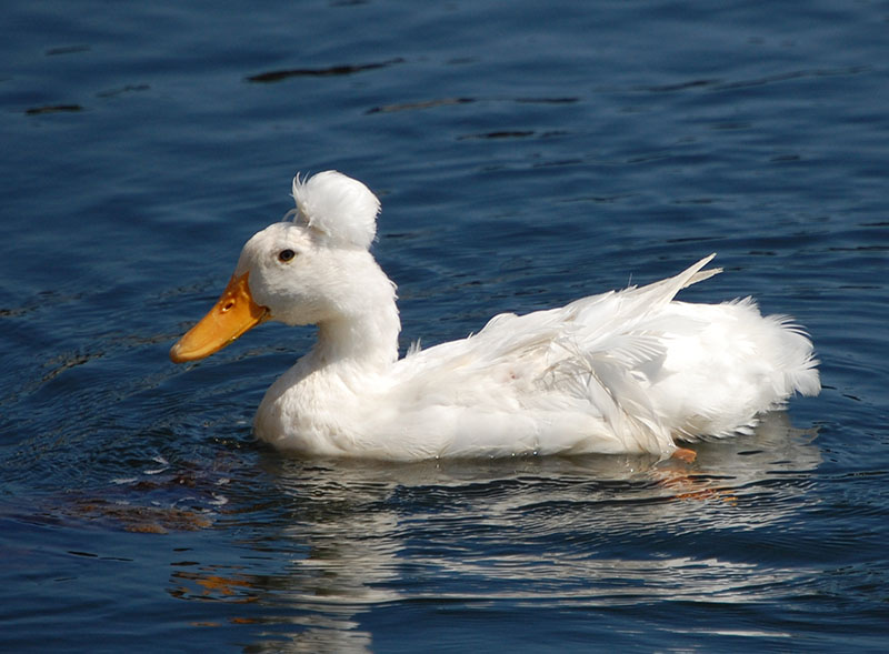 A white Crested with a thick head crest duck swimming on the water.