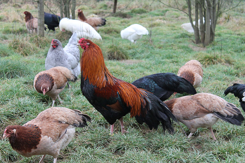 A Cubalaya rooster and hens standing in the grass.