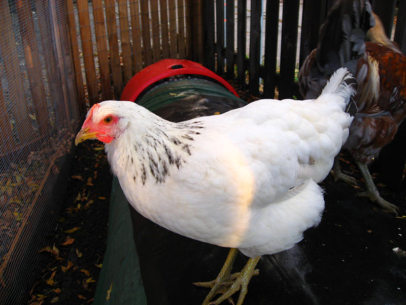 A white Delaware chicken with small black feathers around the neck and head.