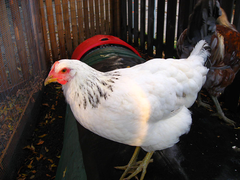 white chicken breeds