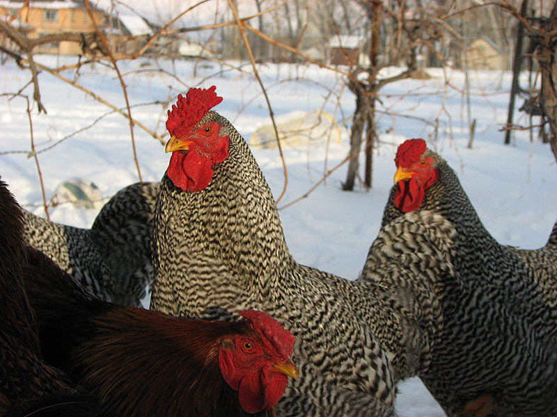 A group of Dominique chickens standing in snow.