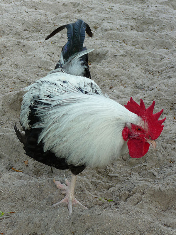 A silver, black and white Dorking chicken.