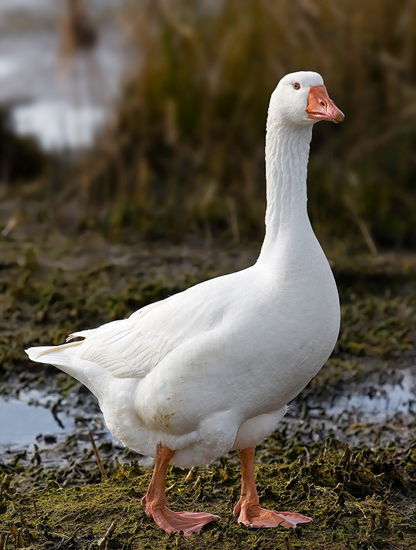 An white Embden goose standing in a mossy area.
