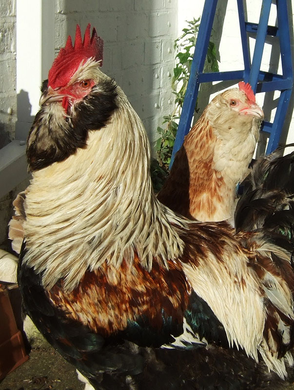 Two red, black and white Faverolles chickens.