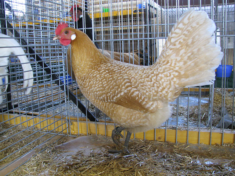 A golden Friesian hen in a pen with speckles of white feathers.