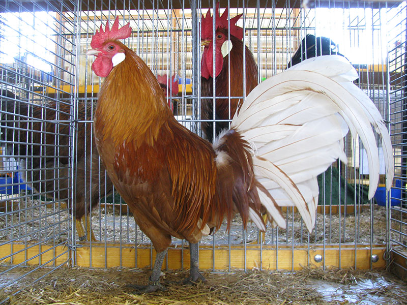 A Friesian rooster in a pen with a red colored body and long white tail feathers.