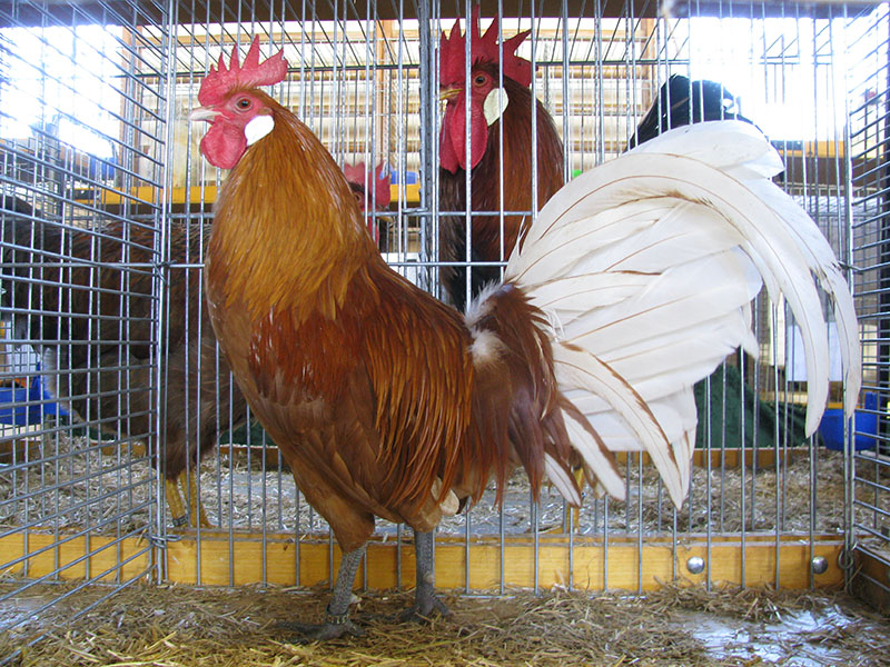 Friesian Chicken - Google Search