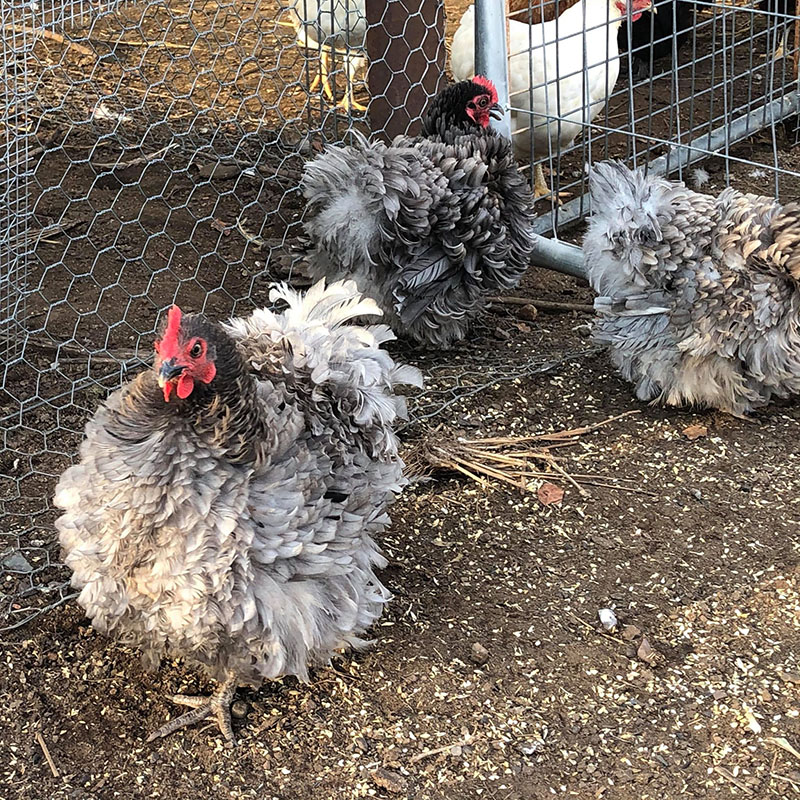 Three fluffy gray Frizzle chickens in a pen.