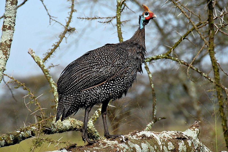 A Guinea Fowl standing on a branch.