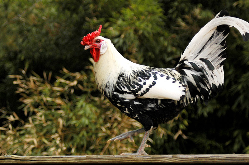 A black and white Hamburg chicken walking on a piece of wood.