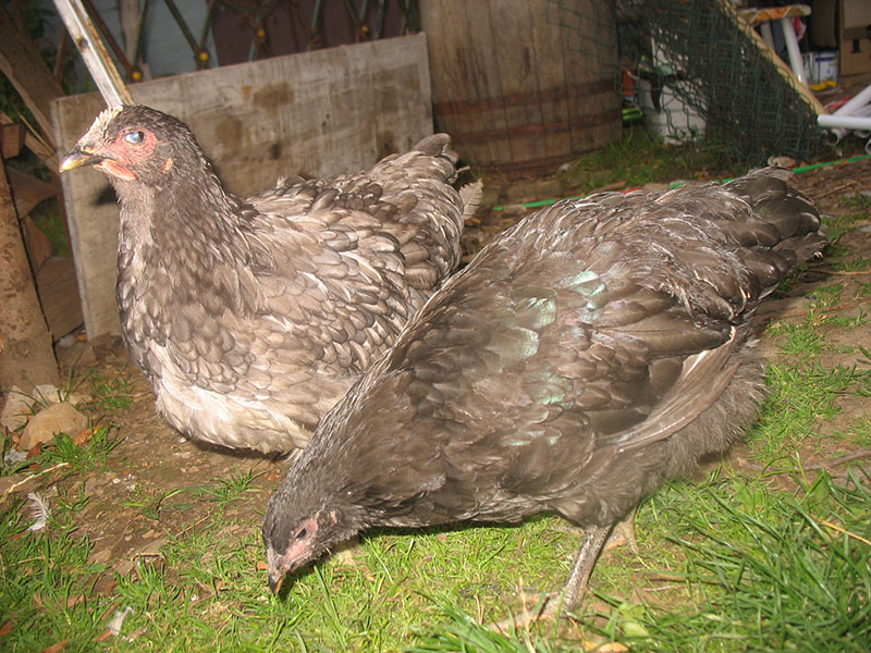 Two brown Jersey Giant chickens standing in the grass.