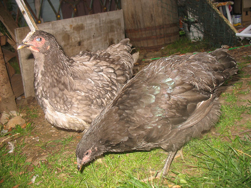 Black Jersey Giant and Dark Brahma hens