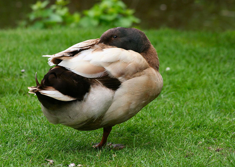 A brown and white Khaki Campbell duck standing in a grass field.