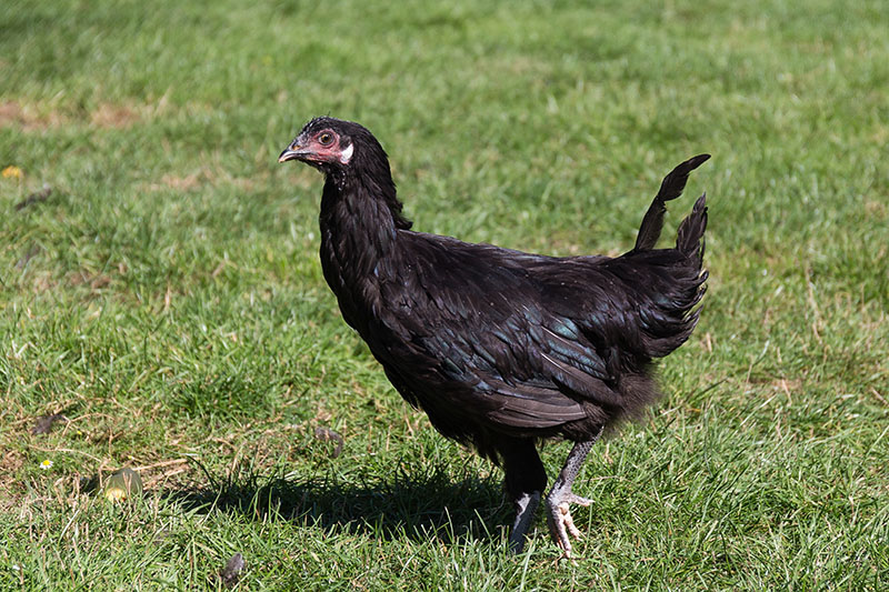A black La Flecha chicken running in the grass.