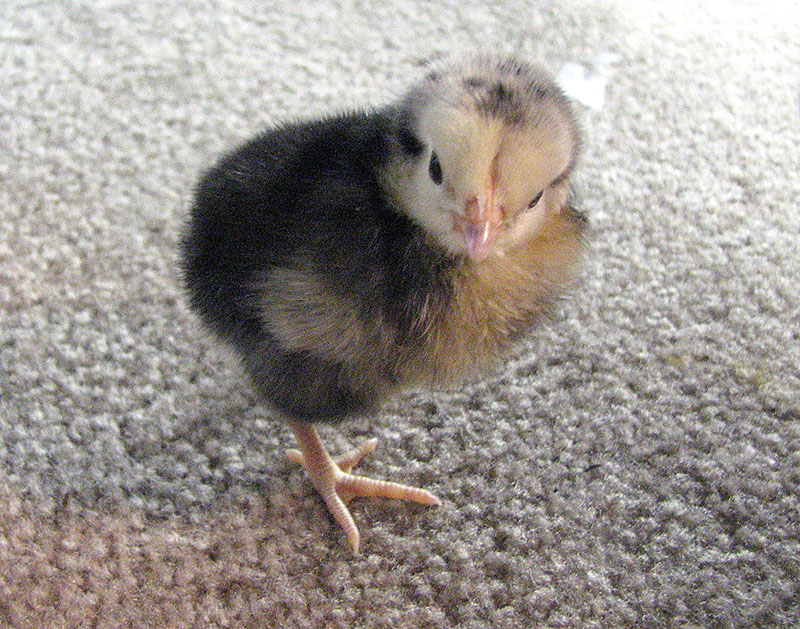 A small black and yellow Lakenvelder chick.
