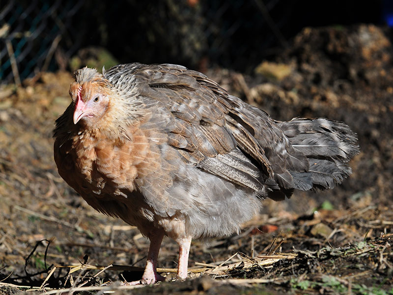 A small brown Legbar chicken.