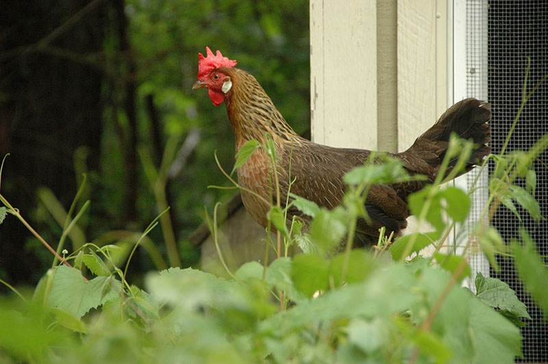 A Single-Comb Dark Brown Leghorn chicken standing in the grass.