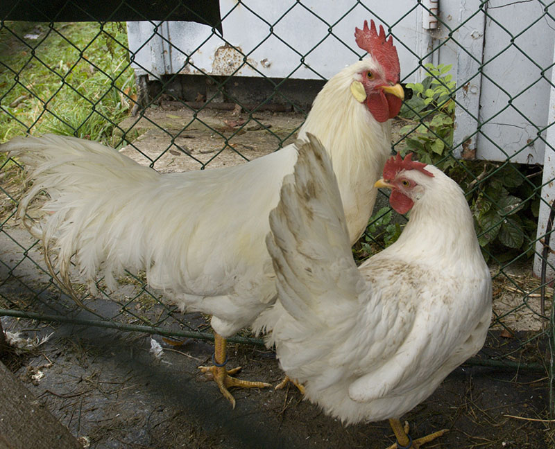 Single-Comb White Leghorn chickens standing in a pen.