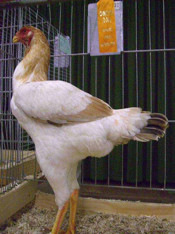 A tall white and gold colored Malay chicken in a pen.