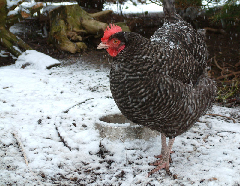 A black and white Marans chicken standing on snowy ground.