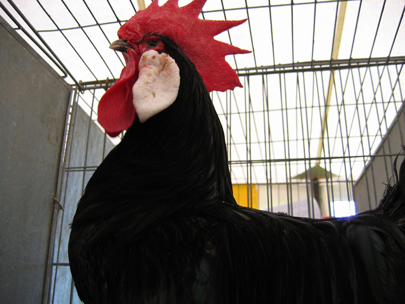 A Single Comb Black Minorca chicken in a pen.