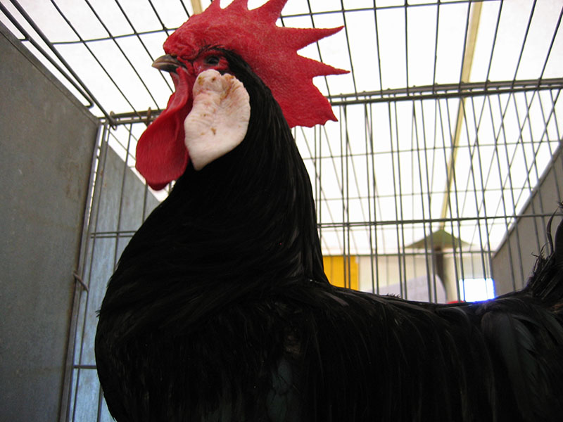 black and red chicken breeds