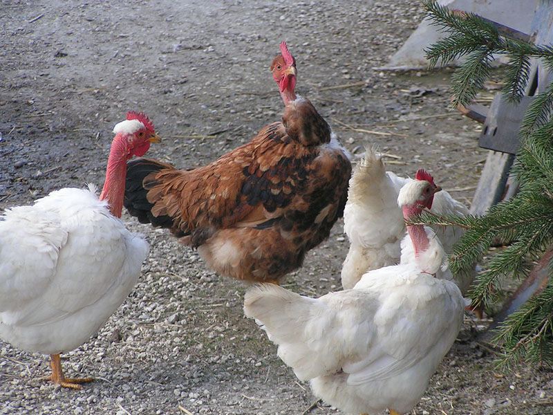 A flock of Naked Neck chickens in multiple colors.