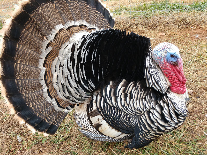A large Narragansett turkey with brown, black and white feathers standing in a field.