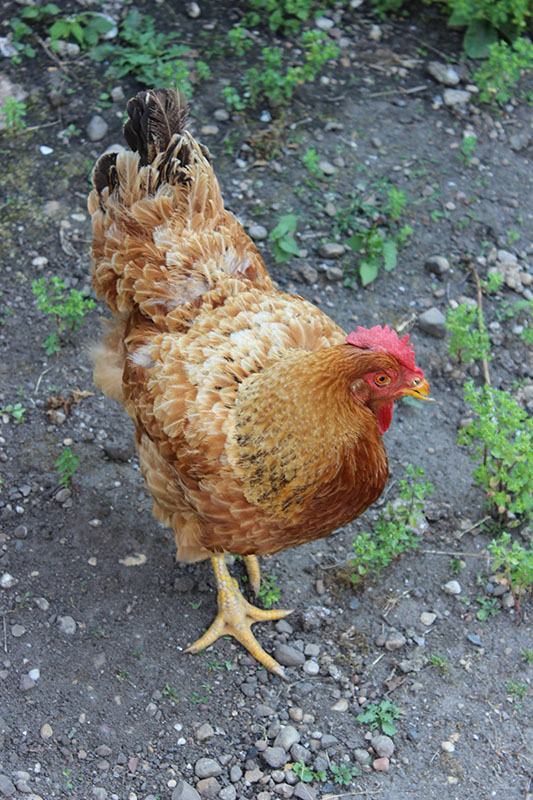 A New Hampshire Red chicken standing on a gravel patch.