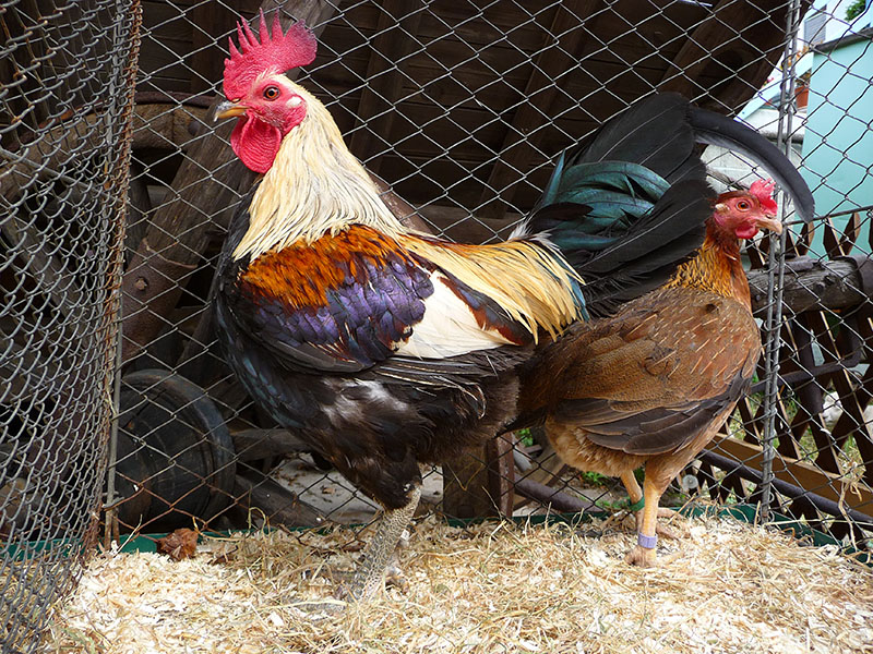 A multicolored Old English Game chicken in a pen.