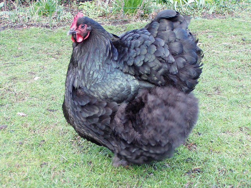 A black fluffy Orpington chicken standing in the grass.