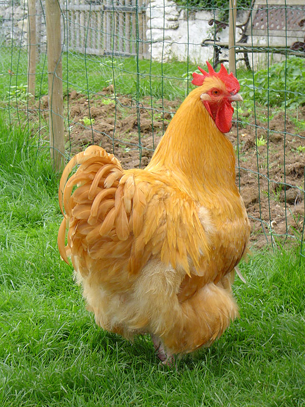A yellow-gold Buff Orpington chicken standing in the grass.