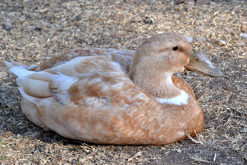 A light brown Orpington duck sitting down.