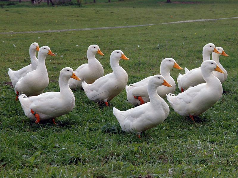 A group of small white Pekin ducks walking across a field.