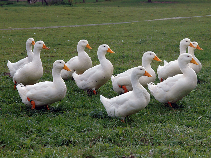 White Ducks Breeds