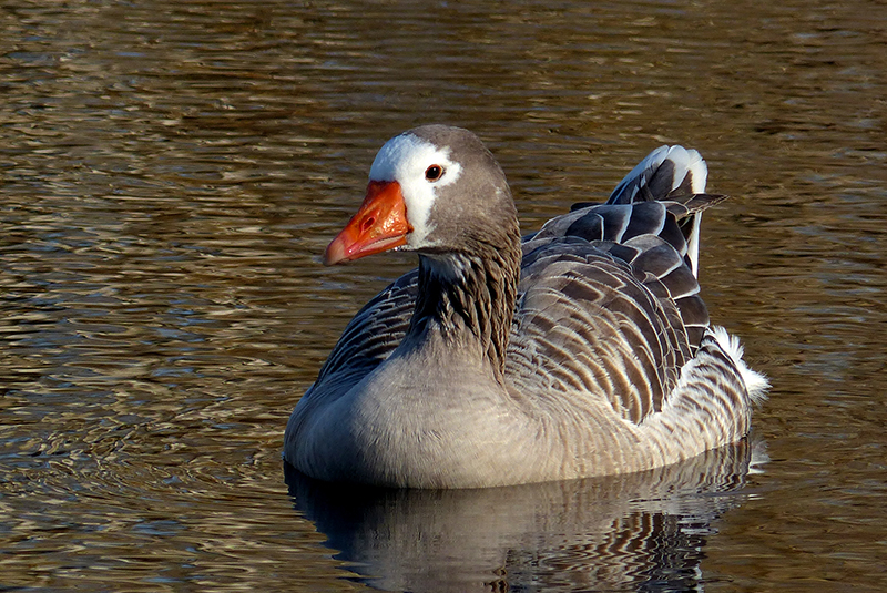 A gray and white Pilgrim goose floating in the water.