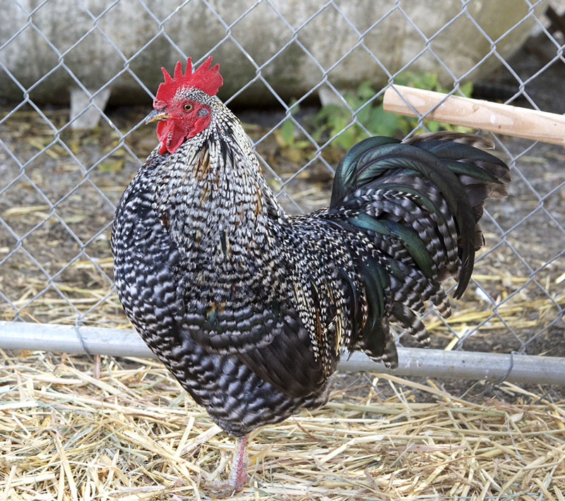 A black and white Barred Plymouth Rock chicken standing in a pen.