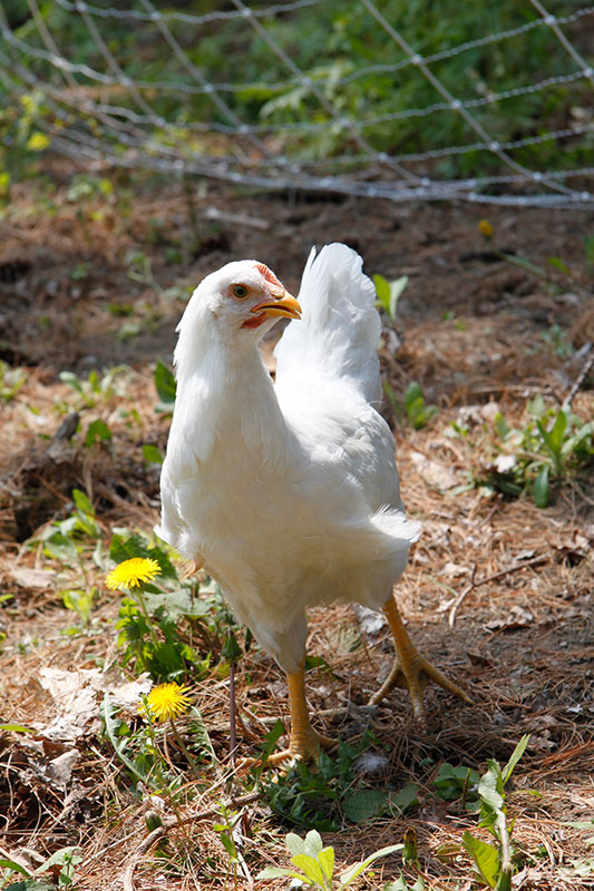 A small white Plymouth Rock Chicken standing in a pen.