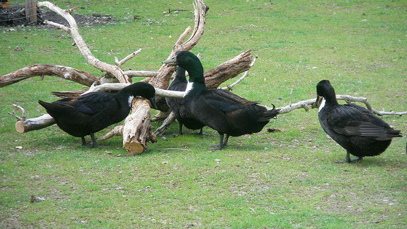 Three black Pomeranian ducks in a grass field. 