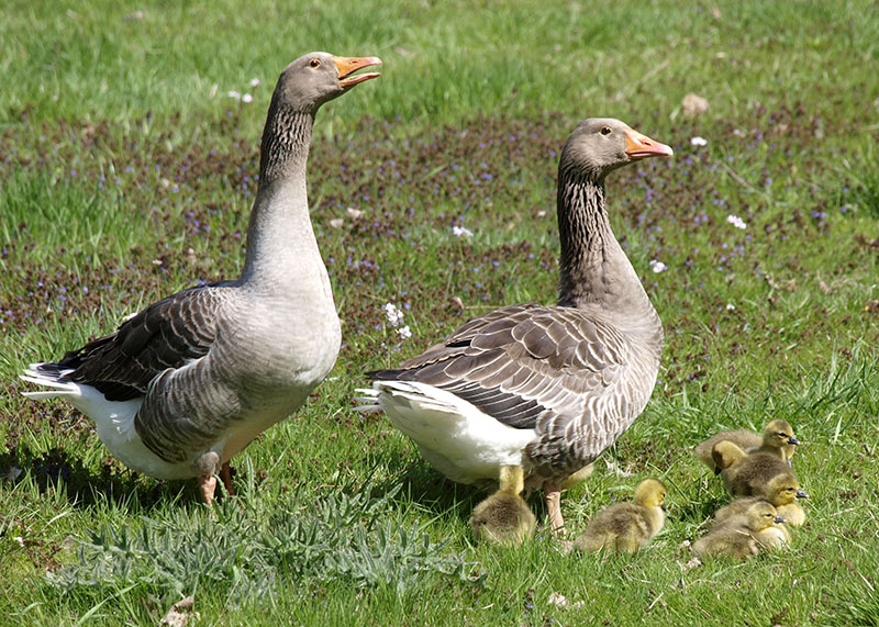 Two Pomeranian geese with their goslings walking through the grass.