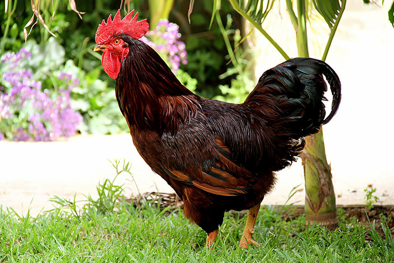 A dark red Rhode Island Red rooster standing in the grass.