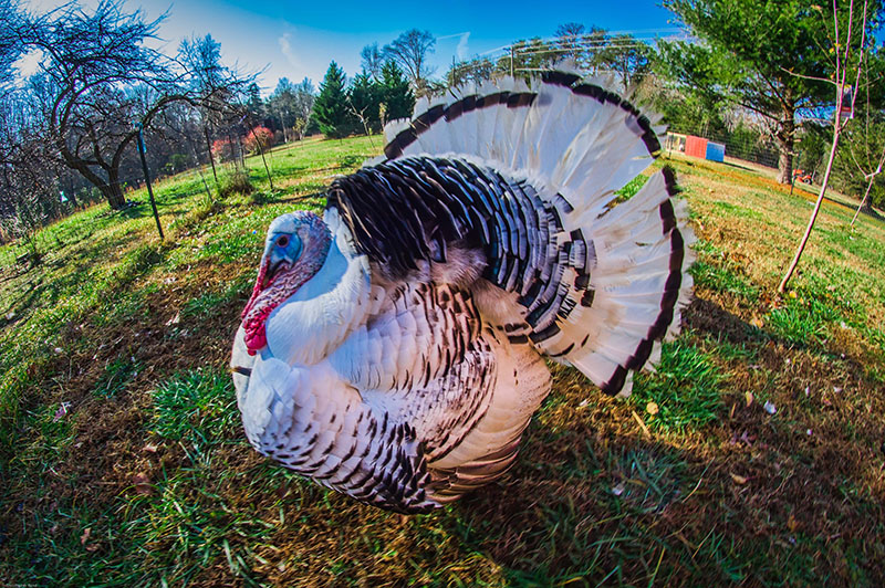 A white and black Royal Palm turkey standing in the grass.